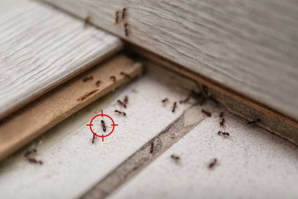 Best Local Pest Control Services  in St Augusta, MN